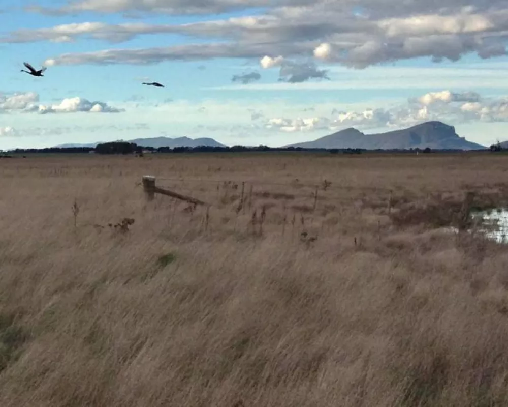 A pair of Black Swans (Cygnus atratus) observed at the site, looking north-east towards the Grampians Ranges.