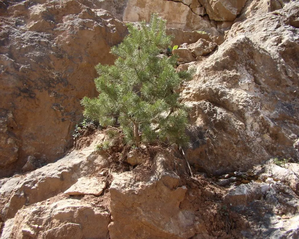 Pinus sylvestris, plant surviving on quarry edges, plant for rehabilitation
